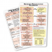 Newborn Resuscitation Algorithm Card 